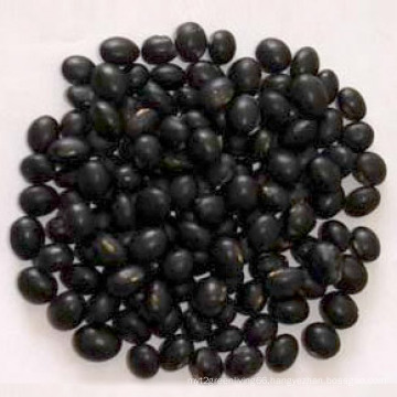 Hot Sale Black Bean Large Supplier